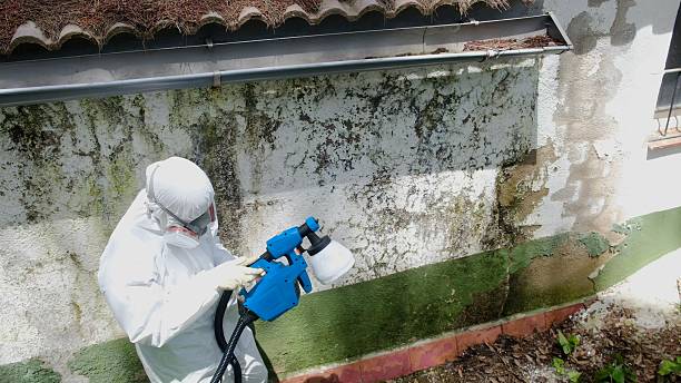 Trusted Mold Inspection service in Arlington, MA - Cheap Mold Removal